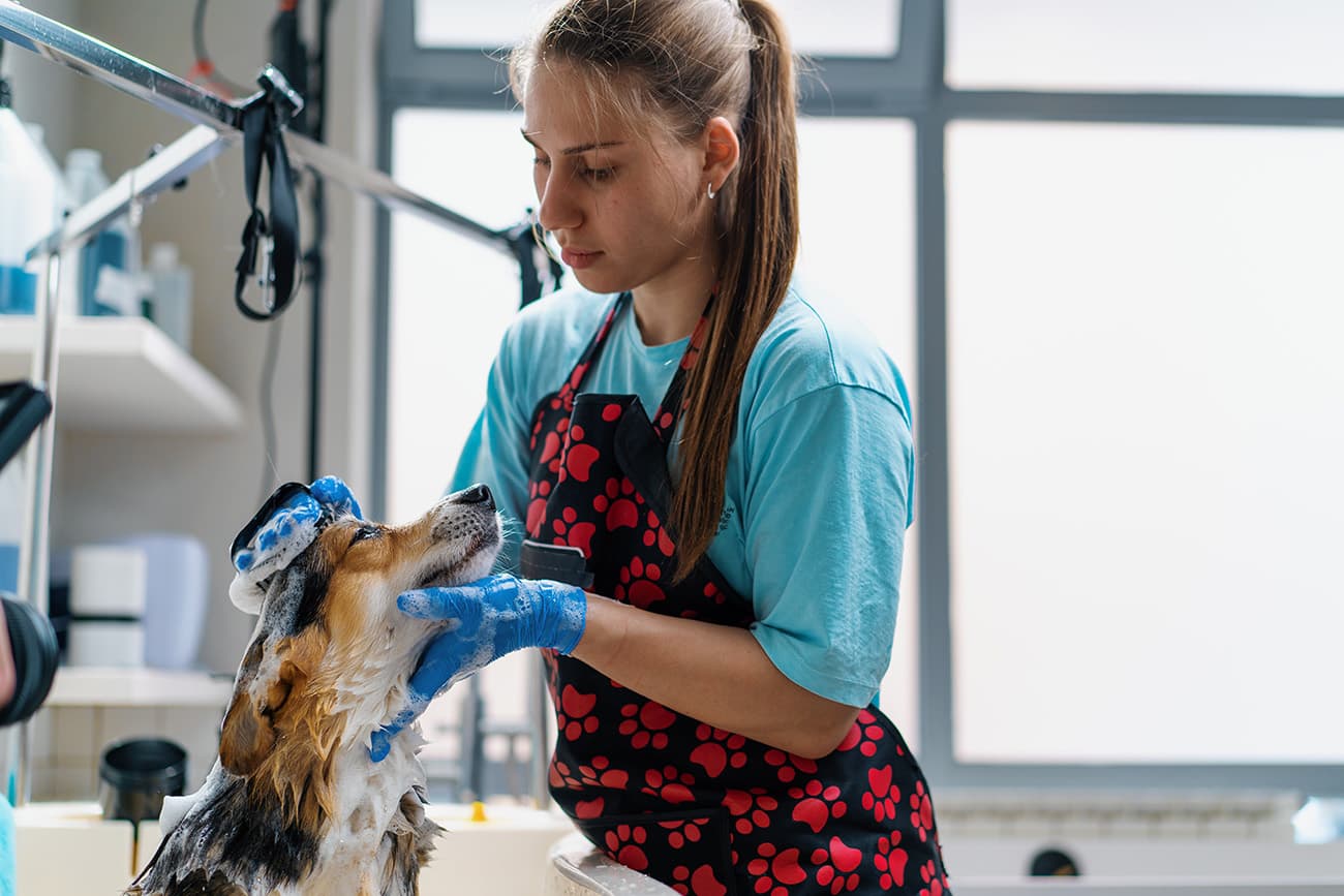 Embark Pet Services